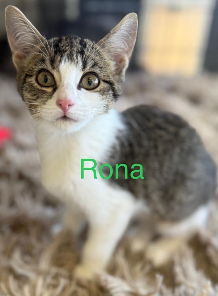 Rona photo 1