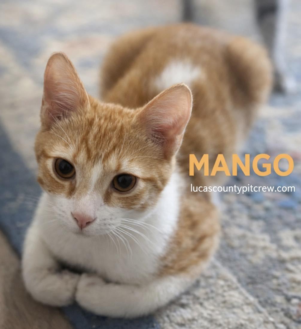 Mango