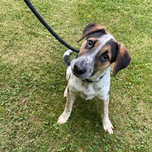 An adult medium-sized male White / Cream Australian Cattle Dog / Blue Heeler dog named Raphael for adoption in Alexandria, VA