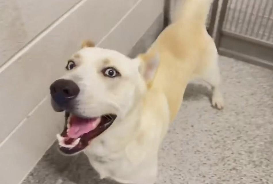 A young large-sized male White / Cream Husky dog named Lassie for adoption in Sumter, SC