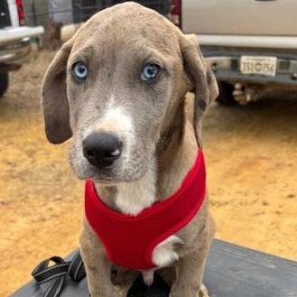 A baby small-sized male Yellow / Tan / Blond / Fawn Hound dog named Cooper for adoption in Alexandria, VA