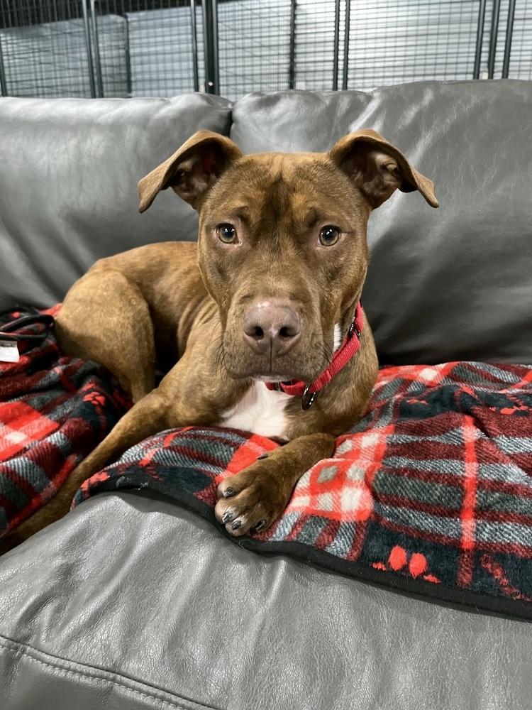 An adult medium-sized male American Staffordshire Terrier dog named Finn for adoption in Grand Rapids, MI