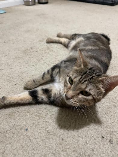 An adult medium-sized female Tabby (Buff / Tan / Fawn) American Bobtail cat named Clementine for adoption in Liverpool, TX
