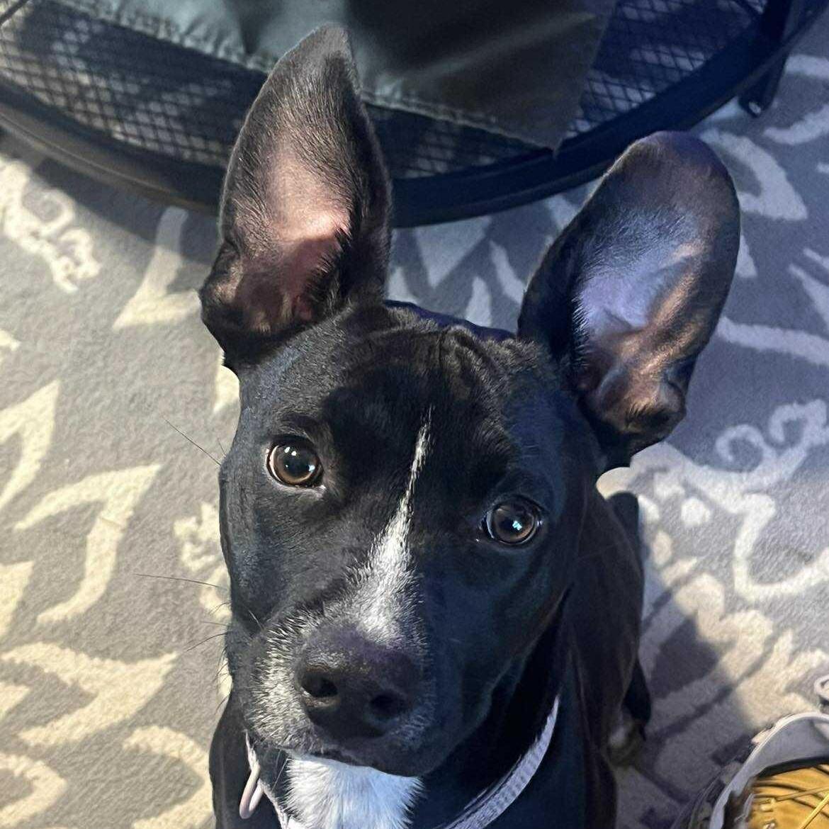 A young medium-sized female Black Pit Bull Terrier dog named Blaze for adoption in Kempner, TX