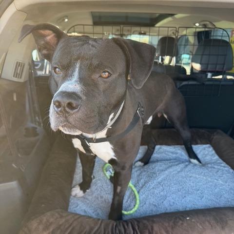 An adult large-sized male Black Terrier dog named Seahawk for adoption in St. Louis, MO