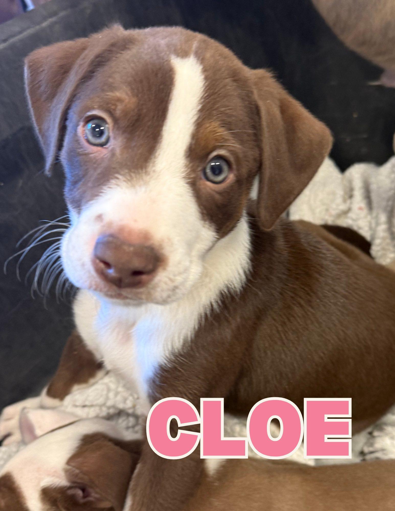 Cloe