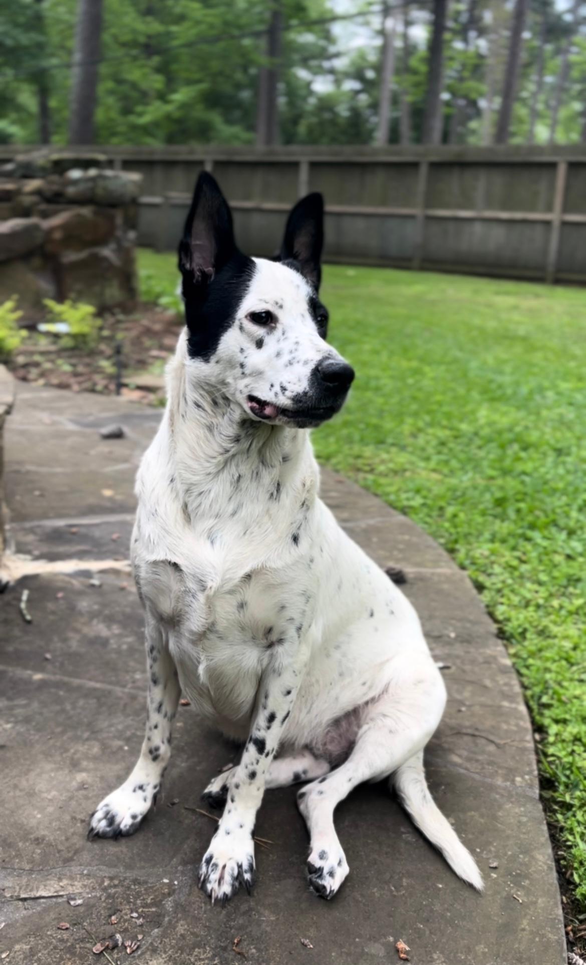 A young medium-sized female Black Pointer dog named Birdie for adoption in Humble, TX