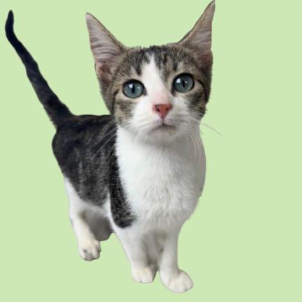A baby small-sized male Gray / Blue / Silver Domestic Short Hair cat named Teevee for adoption in Tuscaloosa, AL