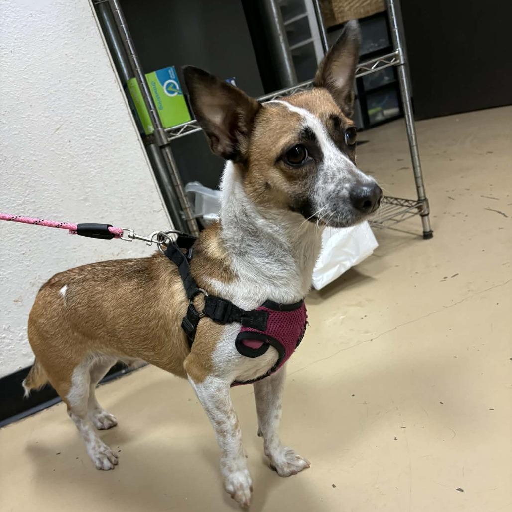 Chiwawee Chino Hills