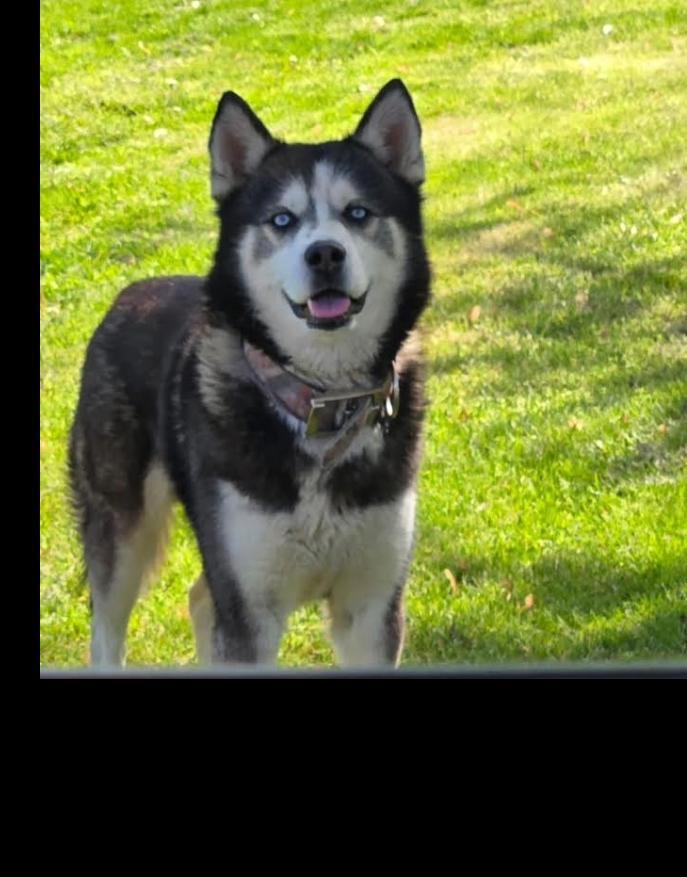 An adult medium-sized male Siberian Husky dog named Tank for adoption in Sumter, SC