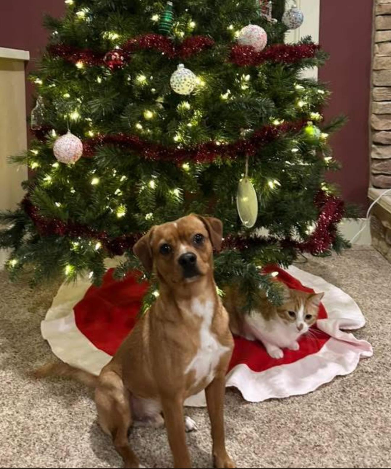 Charles Marcus Barkus