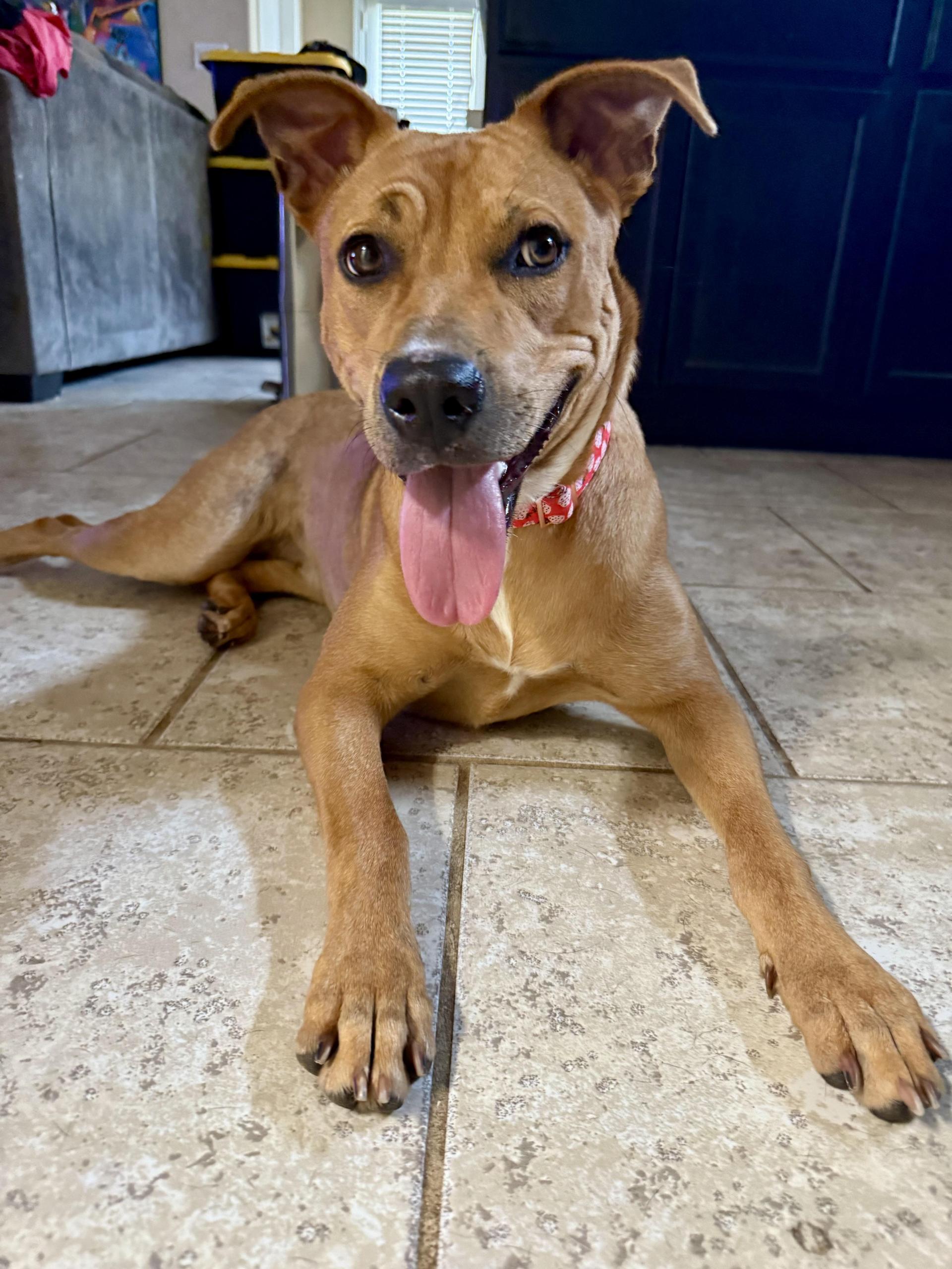 A young medium-sized female Apricot / Beige American Staffordshire Terrier dog named Shelly for adoption in Mooresville, NC