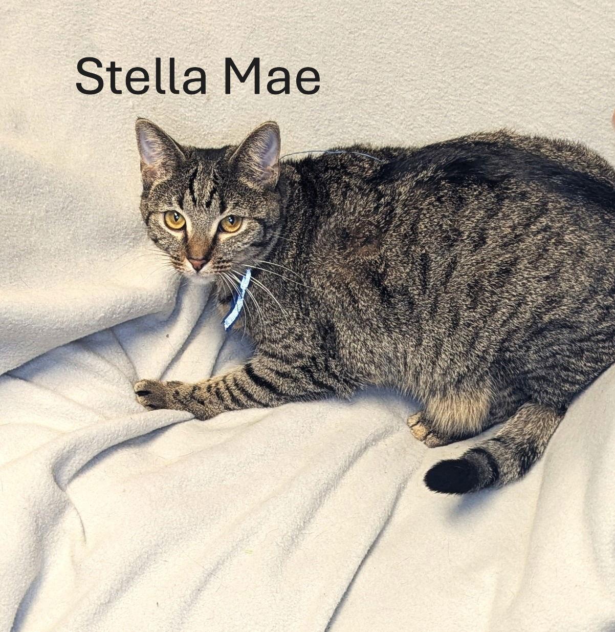 Stella Mae Cchs