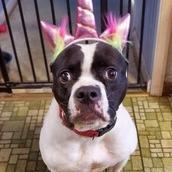 Yoyoma Fee Sponsored