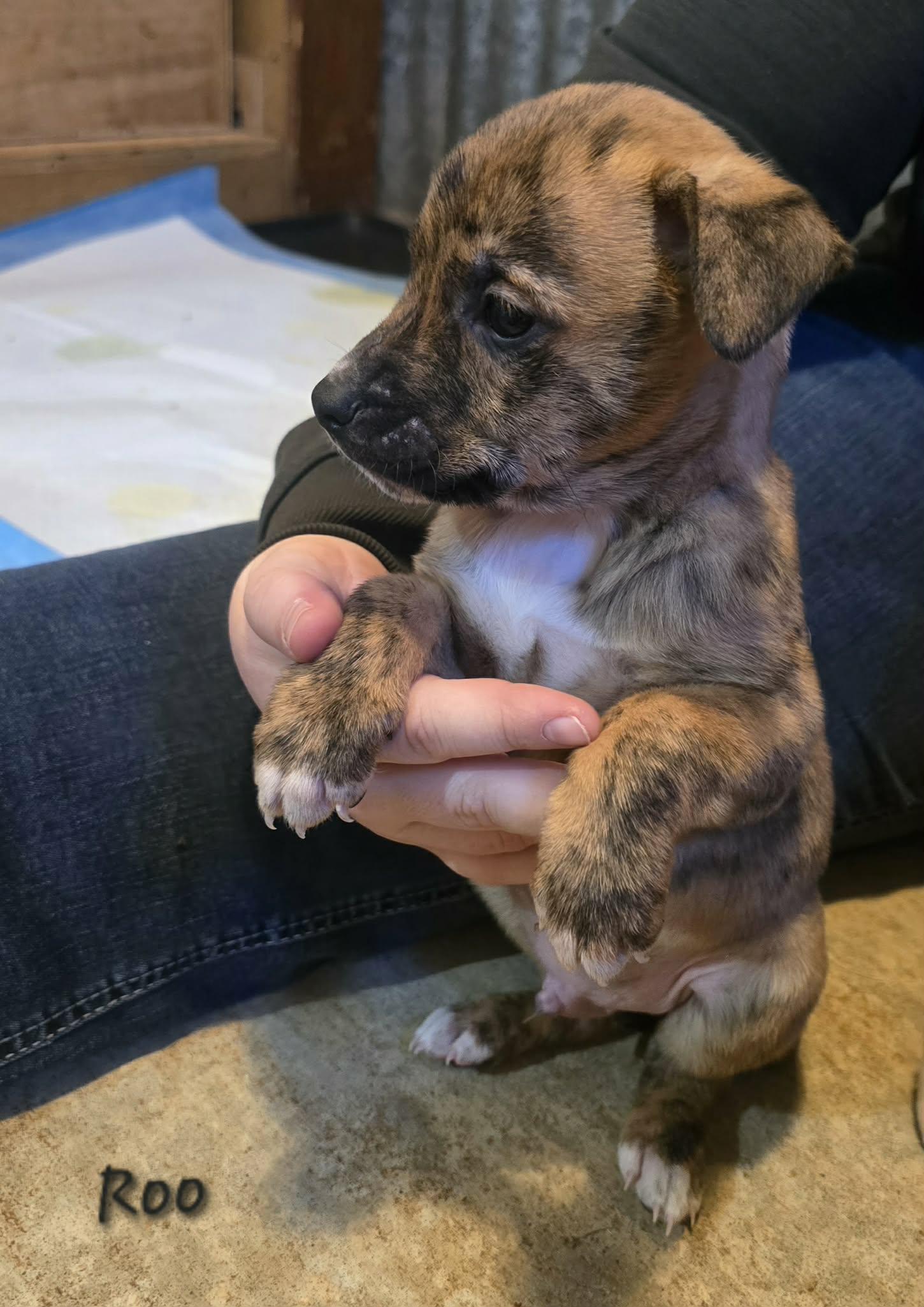 A baby medium-sized male Mountain Cur dog named Roohandsome Boy! for adoption in Oakhurst, NJ