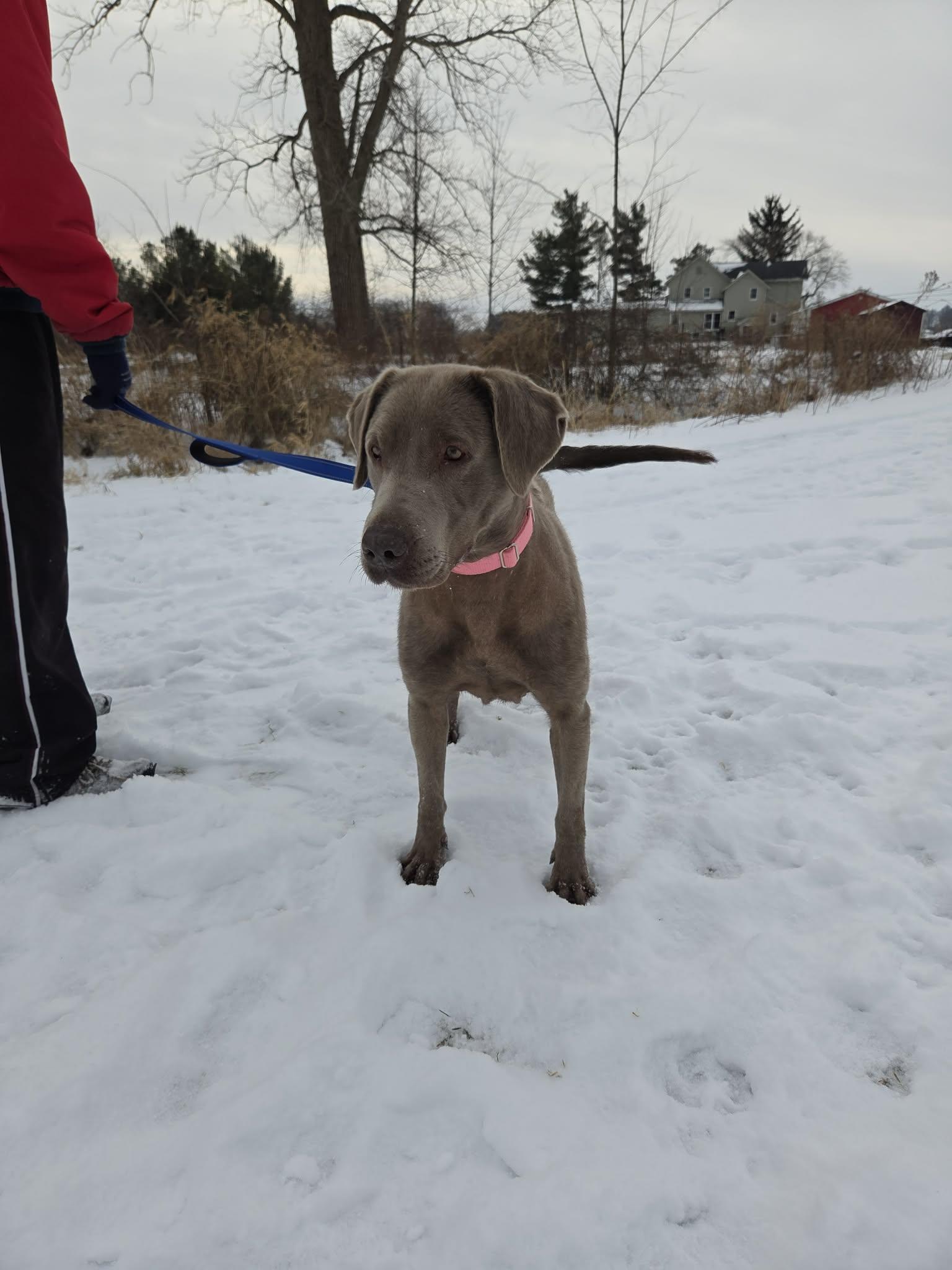 Stellanot Accepting Applications Yet!