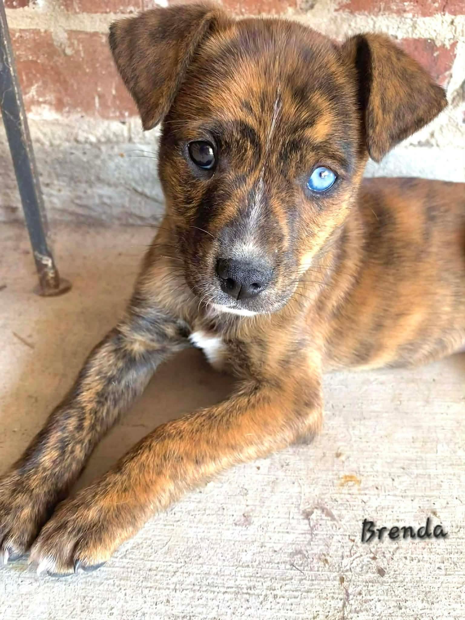 A baby medium-sized female Mountain Cur dog named Brendabrindle Beauty for adoption in Oakhurst, NJ