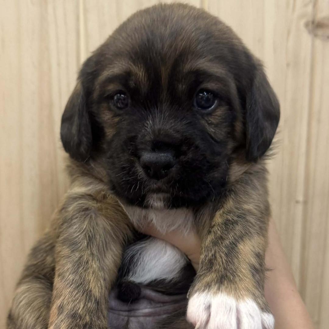 A baby medium-sized male Brindle Cavalier King Charles Spaniel dog named Lennon for adoption in Chuckey, TN