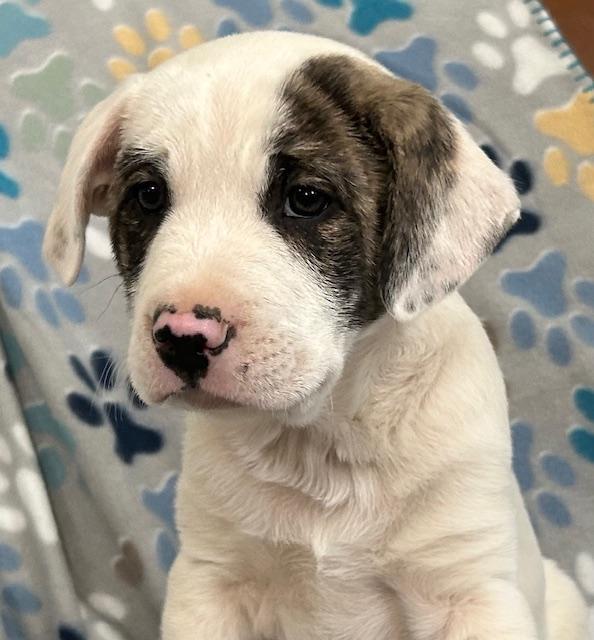 Tanzanite Gem photo 1