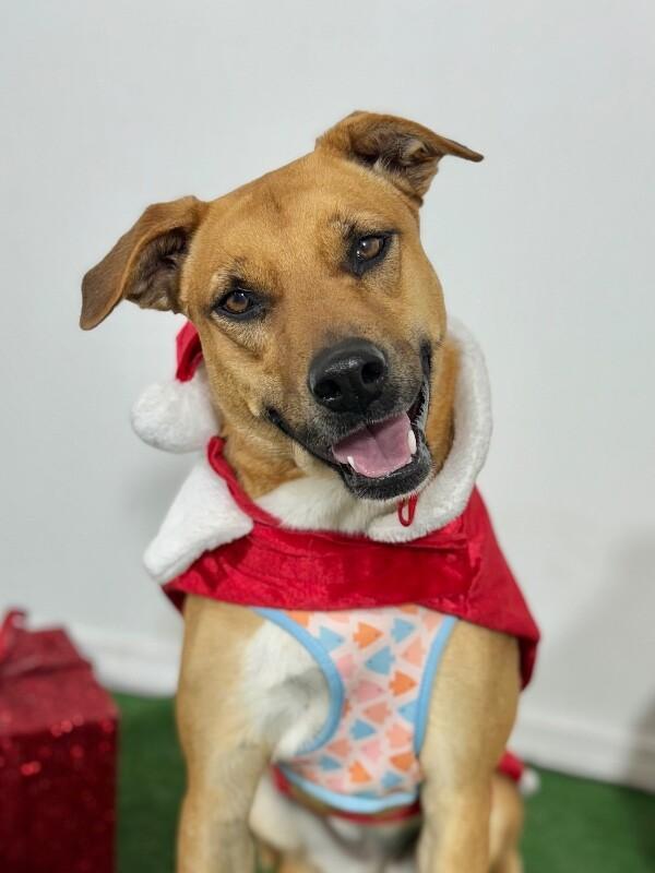 A young medium-sized female Brown / Chocolate Black Mouth Cur dog named Crepa for adoption in Carlsbad, CA