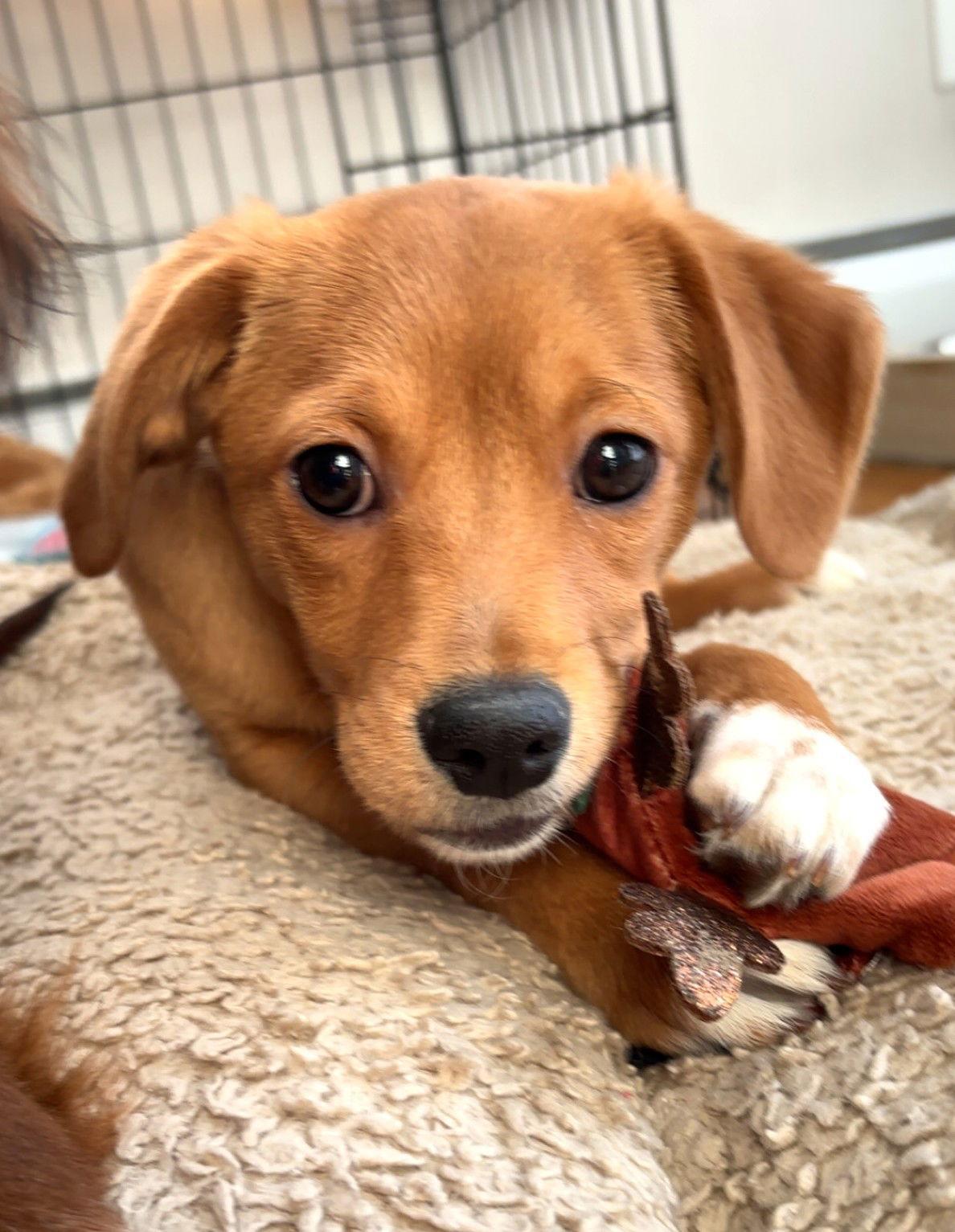 Honey Priceless Local