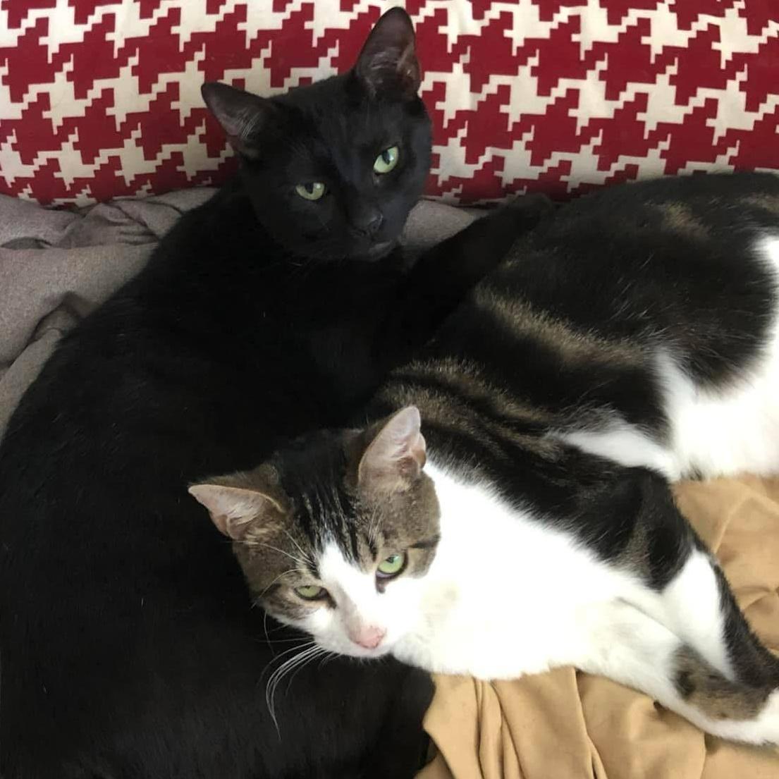 An adult medium-sized male Domestic Short Hair cat named Juni And Fraidy for adoption in Miami, FL
