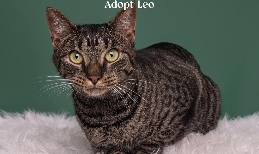 Leo