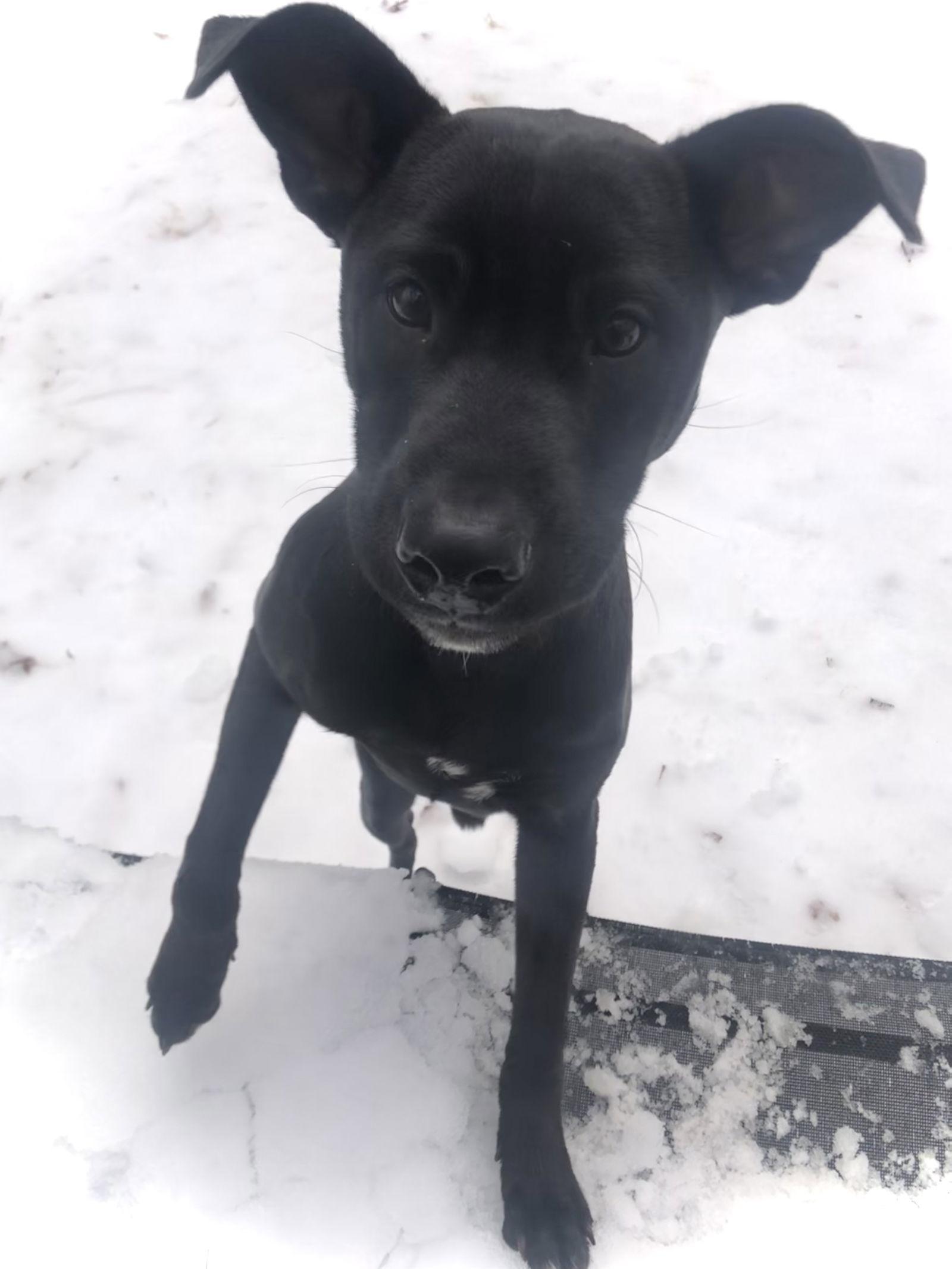 Dexter Oregon Litter