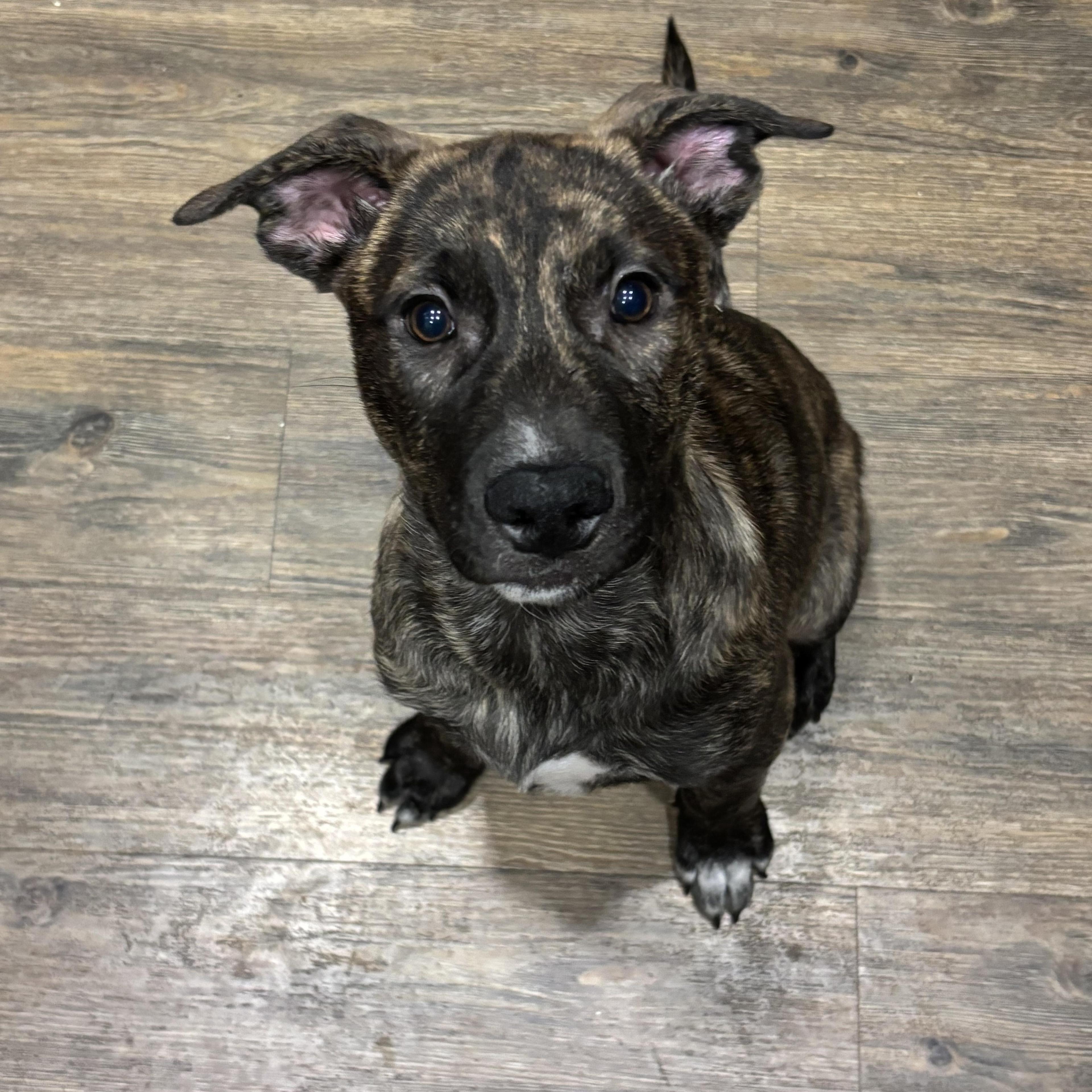 Jigsaw~ Curious And Cuddly