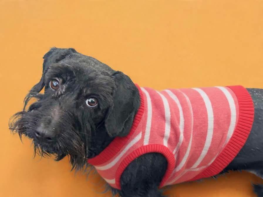 Just A Lil Scruffbug!!