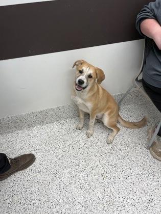 An adult large-sized male Mixed Breed dog named Scuba for adoption in Atlanta, GA
