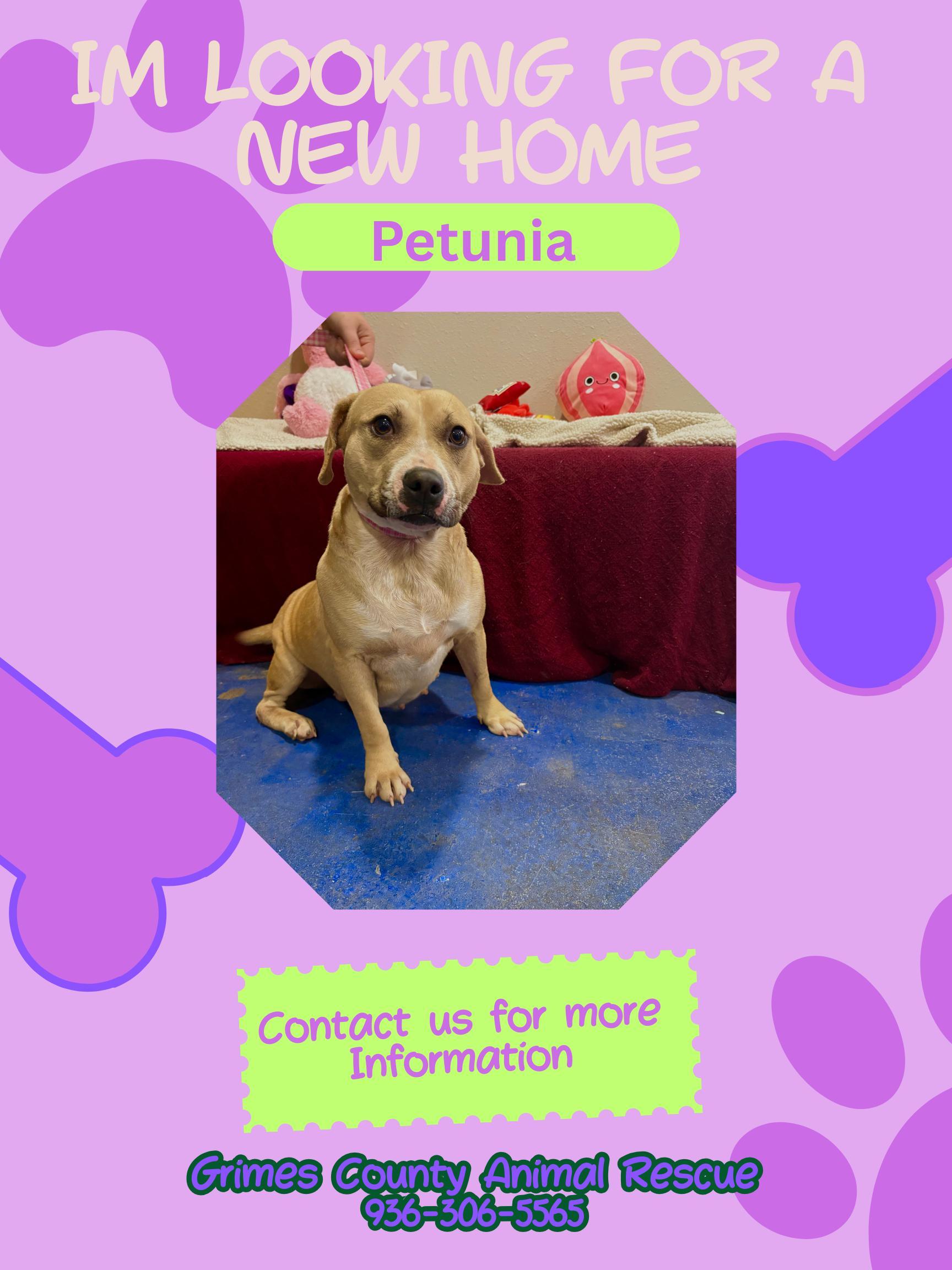 Petuina