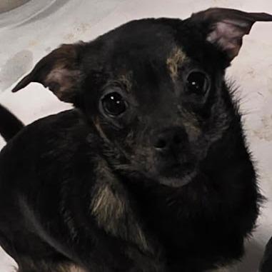 A young small-sized female Black Chihuahua dog named Brenna for adoption in Alexandria, VA