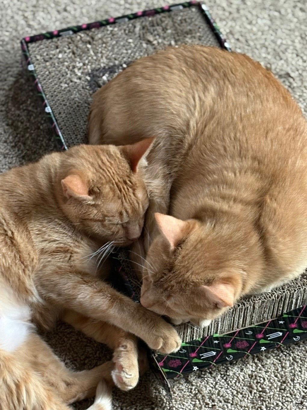 Paprika & Cayenne photo 1