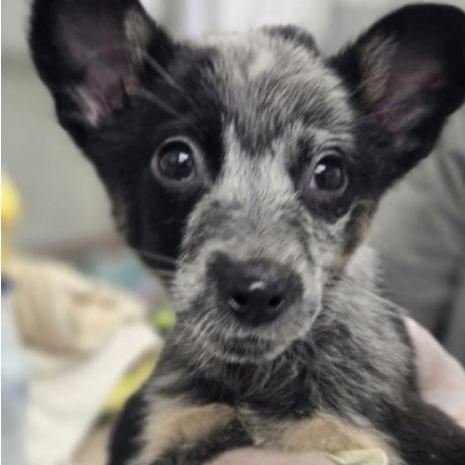 A baby small-sized female Black Mixed Breed dog named Chica for adoption in Alexandria, VA