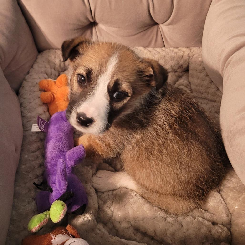 A baby medium-sized male Yellow / Tan / Blond / Fawn Terrier dog named George for adoption in Alexandria, VA