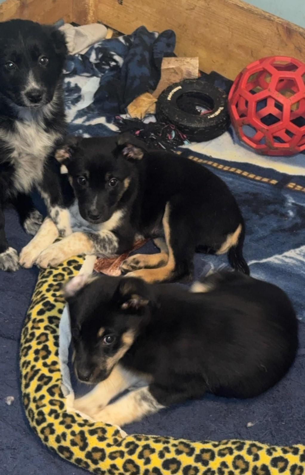 Labheelerterrier Mix Puppies