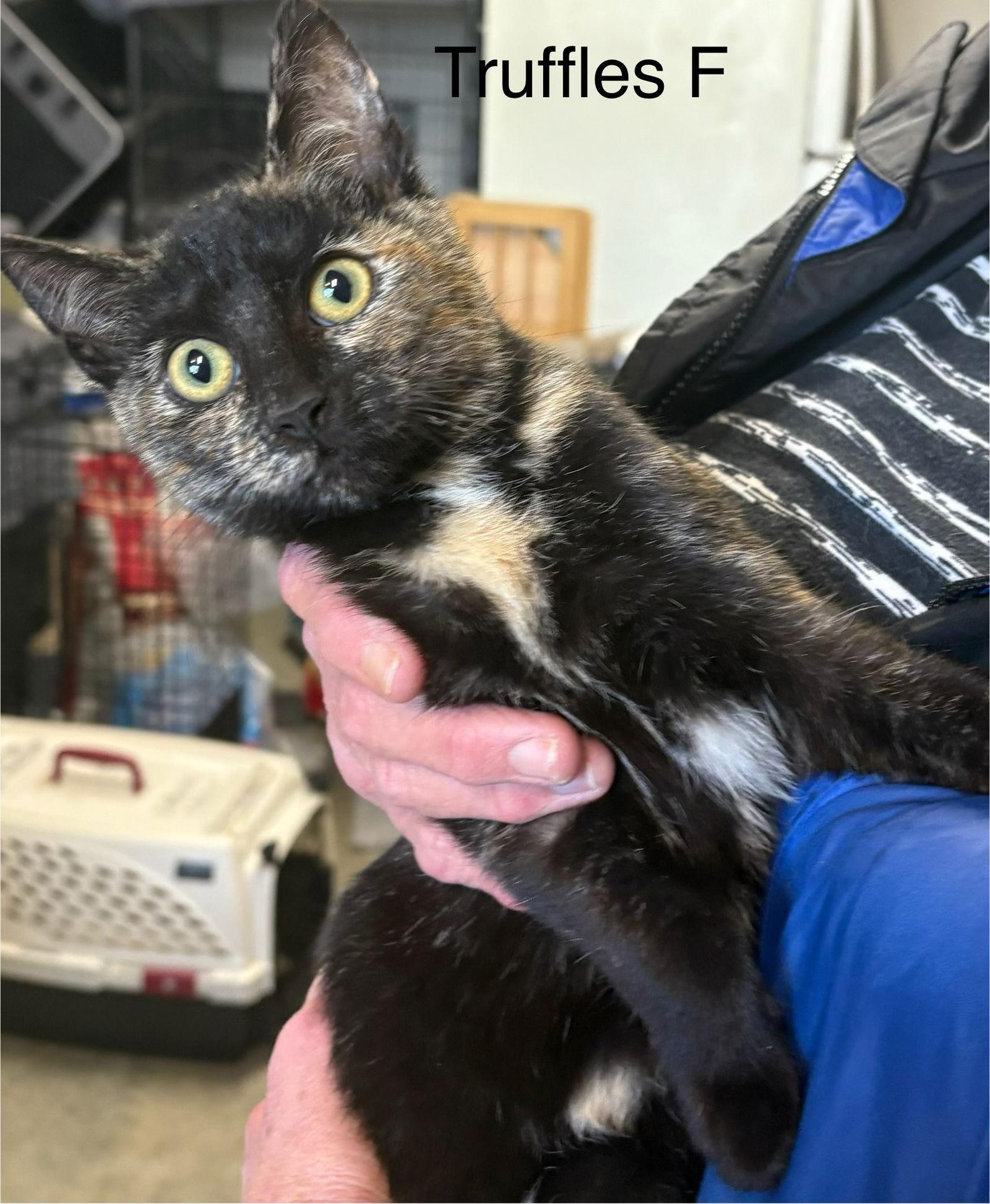 Truffles
