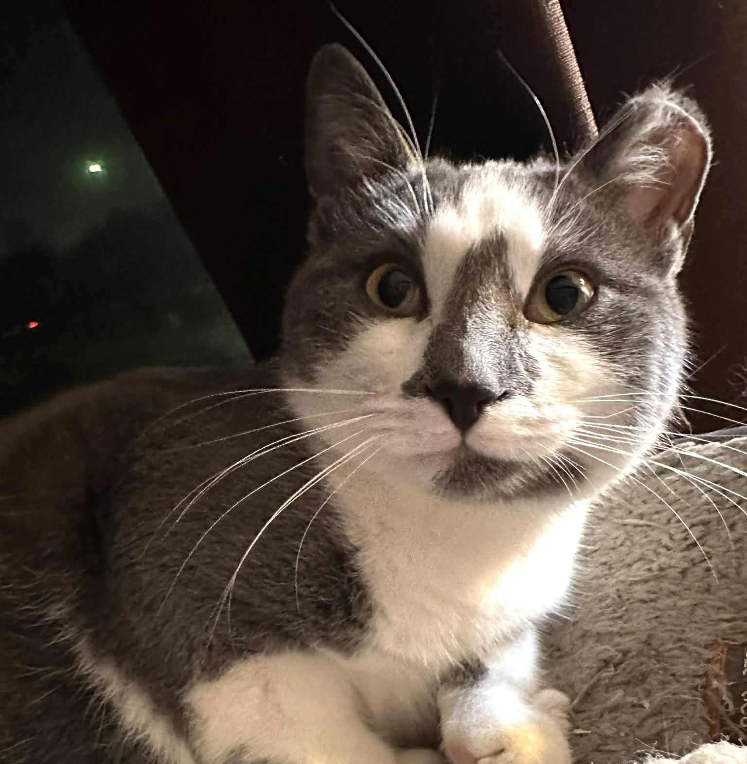 Grayson Bonded Wnina