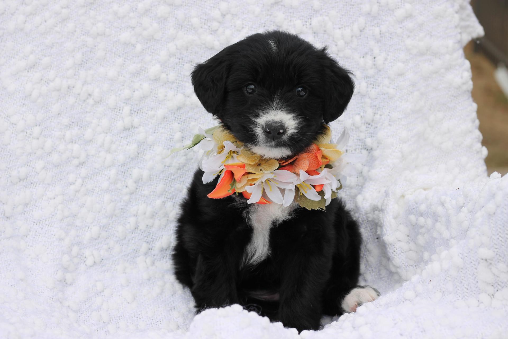 A baby medium-sized female White / Cream Aussiedoodle dog named Tina for adoption in Tuscaloosa, AL