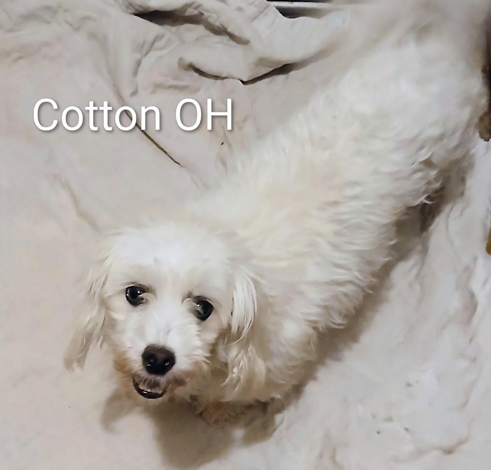 Cotton