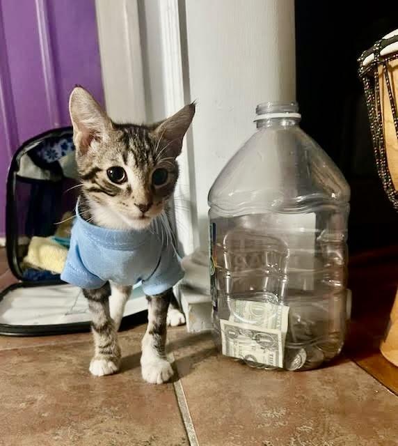 A baby medium-sized male Tabby (Buff / Tan / Fawn) Tabby cat named Reese for adoption in New York, NY