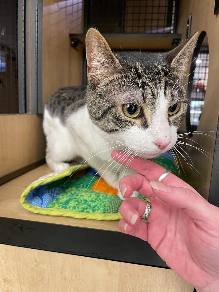 A young medium-sized male Domestic Short Hair cat named Mateo for adoption in New York, NY