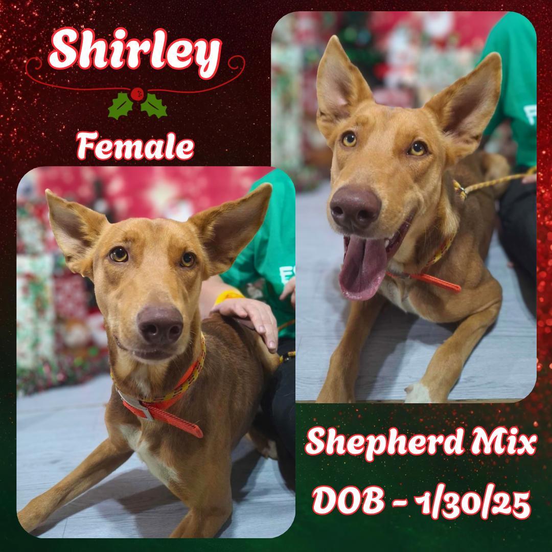 A young medium-sized female Golden Shepherd dog named Shirley for adoption in Caldwell, TX