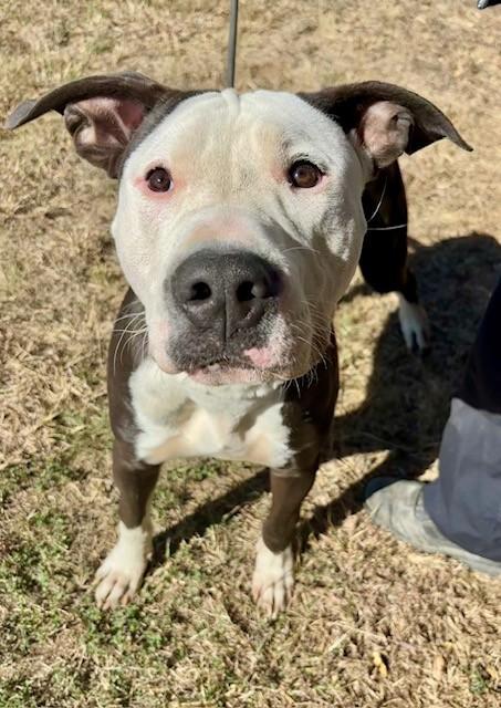 A young large-sized male American Bulldog dog named Jackson for adoption in Bandera, TX