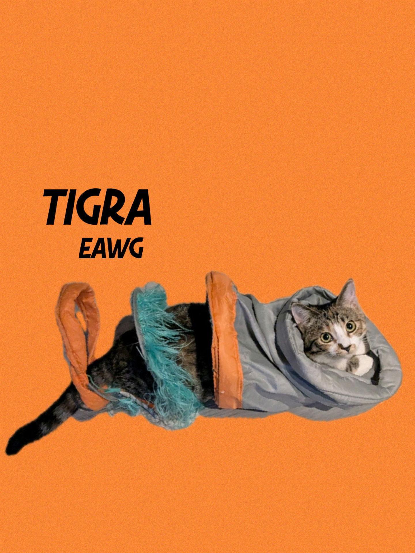 Tigra