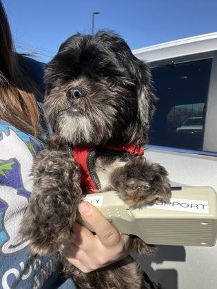 An adult small-sized male Mixed Breed dog named Charles for adoption in Atlanta, GA