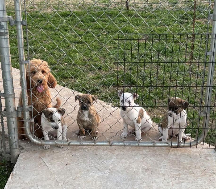 A baby medium-sized male Mountain Cur dog named Dusty Loving Boy for adoption in Oakhurst, NJ