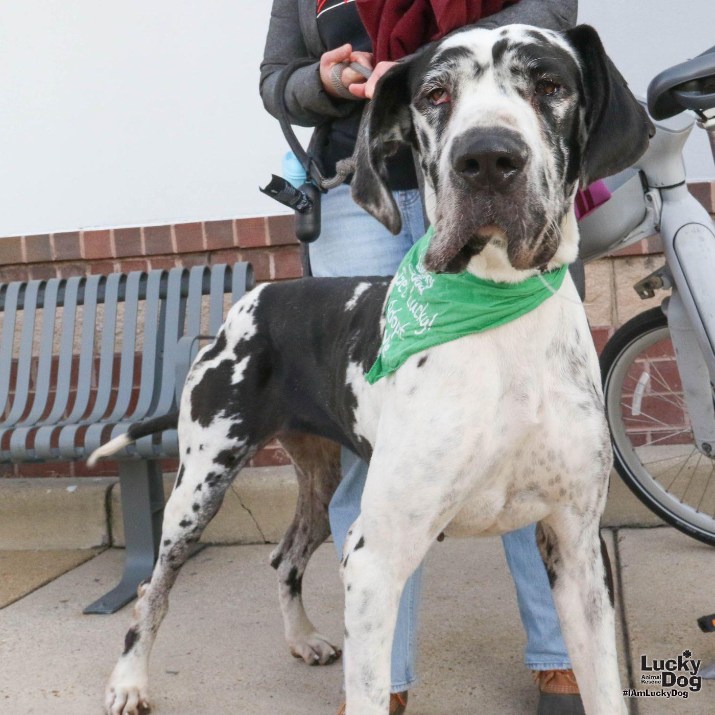 Harley Quinn photo 1