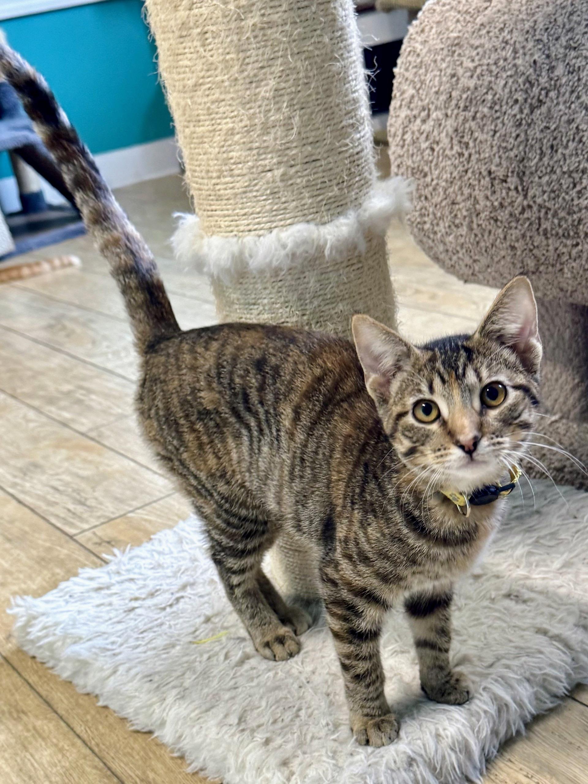 A baby medium-sized female Torbie cat named Razzle for adoption in Scottsburg, IN